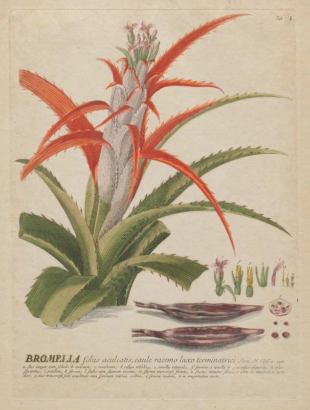 Thorny-Leaved Bromelia (Bromelia foliis aculeatis)