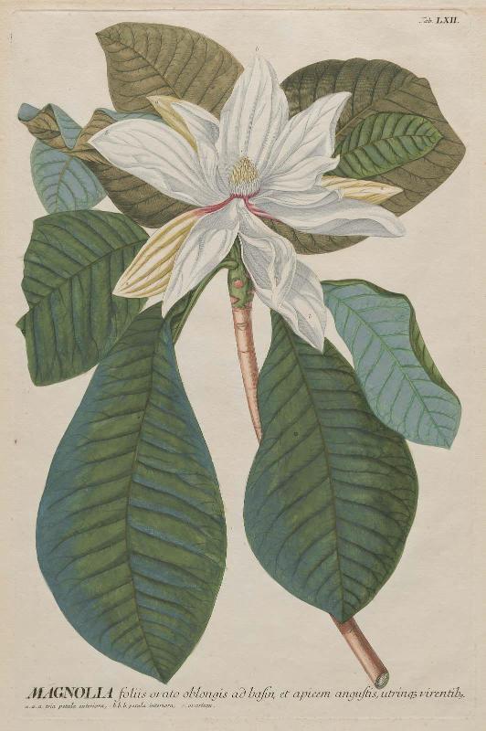 Long-Leaved Magnolia (Magnolia foliis ovato oblongis)