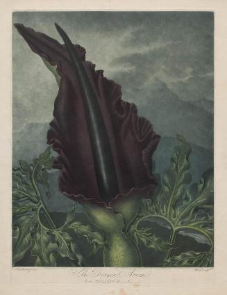 The Dragon Arum (Pl. 22 from Dr. Robert John Thornton, "The Temple of Flora...", London, 1799–1807)