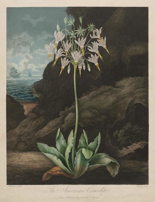 The American Cowslip (Pl. 26 from Dr. Robert John Thornton, "The Temple of Flora...", London, 1799–1807)