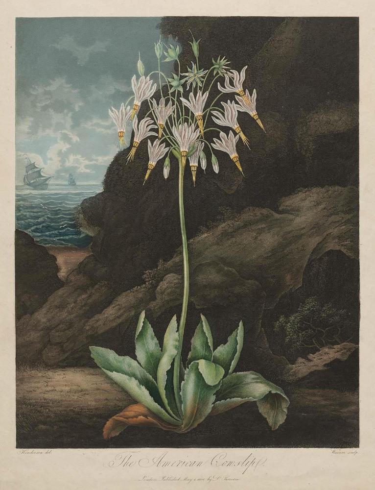 The American Cowslip (Pl. 26 from Dr. Robert John Thornton, "The Temple of Flora...", London, 1799–1807)