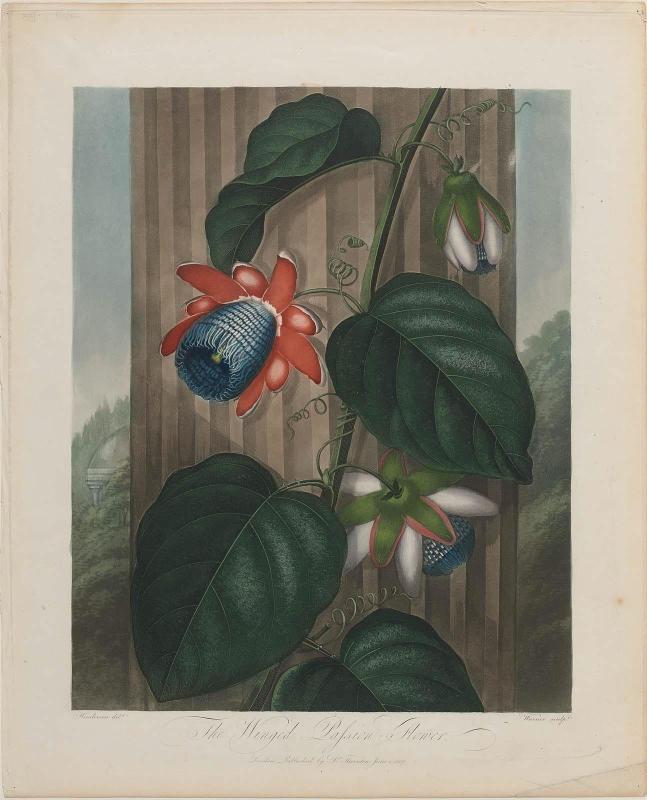 The Winged Passion Flower (Pl. 18 from Dr. Robert John Thornton, "The Temple of Flora...", London, 1799–1807)