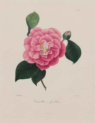 Apollo Camellia (Camellia Apollina)