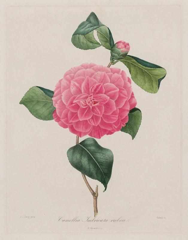 Camellia Imbricata rubra