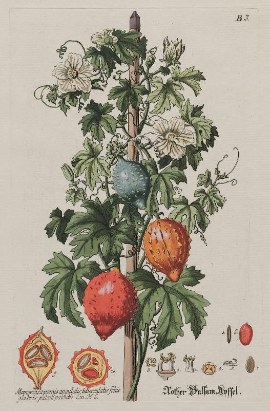 Reddish Balsam Apple (Momor dicapomis angulatis, tuberculatis, foliis glabris patenti patinatis. Lin. H. C.)