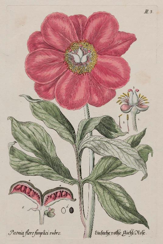 Single-Flowered Red Peony (Paeonia flore simplici rubro), plate R3 from "Thesaurus Rei Herbariae Hortensisque Universalis". 2 vols. Nuremberg 1750-1772.