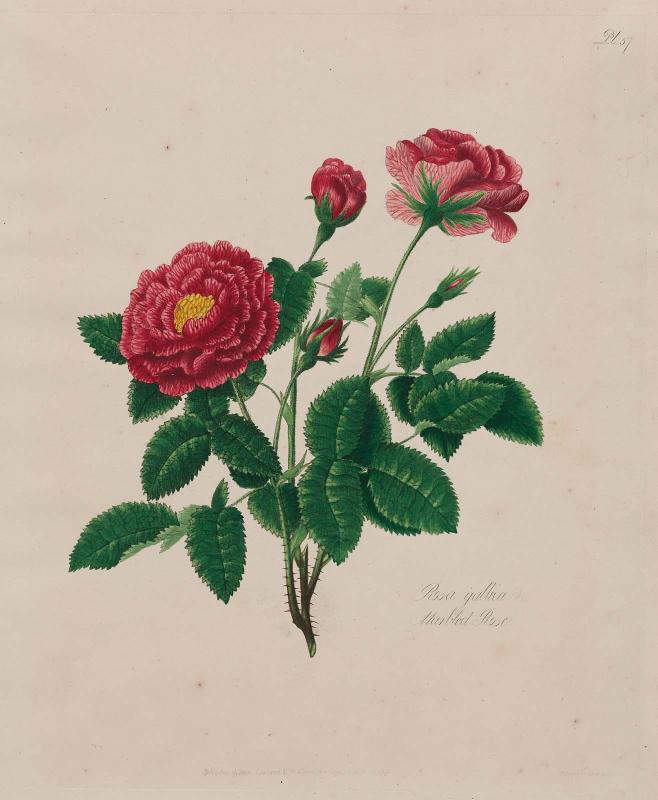 Marbled Rose