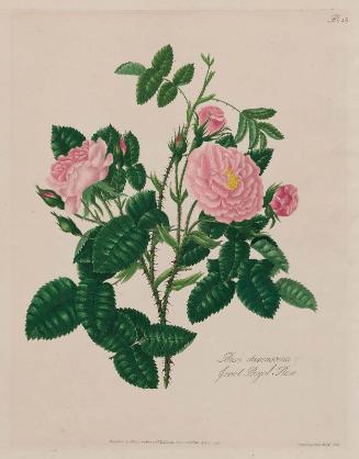 Great Royal Rose