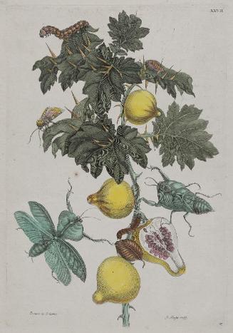 Apple of Sodom (Pomme de Sodome), pl.27 from Merian, "Metamorphosis Insectorum Surinamensium", Amsterdam, 1705...".Histoire Generale des Insectes de Surinam et de l'Europe", Paris, 1771