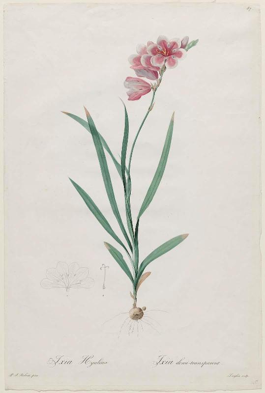 African Cornlily (Ixia Hyalina)