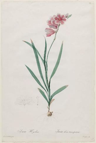 African Cornlily (Ixia Hyalina)