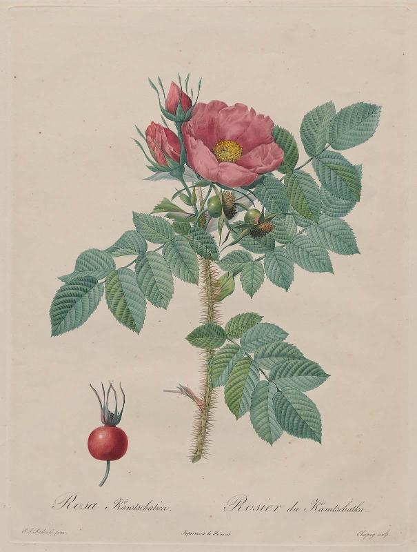 Kamtschatka Rose (Rosa Kamtschatica), from Redouté, " Les Roses", Paris, 1817–1824)
