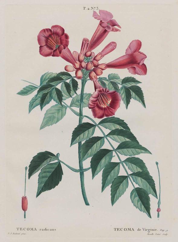 Trumpet Vine (Tecoma radicans/ Tecoma de Virginie) (Campsis radicans "Trumpet climber"). (T. 2, no. 3 from Redouté, "Traité des Arbes et Arbustes"; 2nd edition of H. L. Duhamel du Monceau.., Paris, 1801–1819)