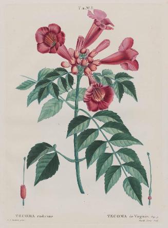 Trumpet Vine (Tecoma radicans/ Tecoma de Virginie) (Campsis radicans "Trumpet climber"). (T. 2, no. 3 from Redouté, "Traité des Arbes et Arbustes"; 2nd edition of H. L. Duhamel du Monceau.., Paris, 1801–1819)