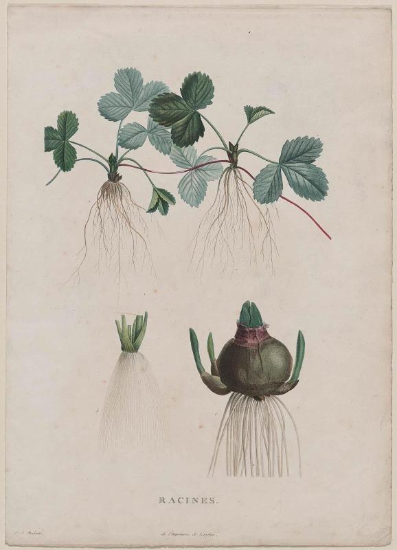Roots (Racines)