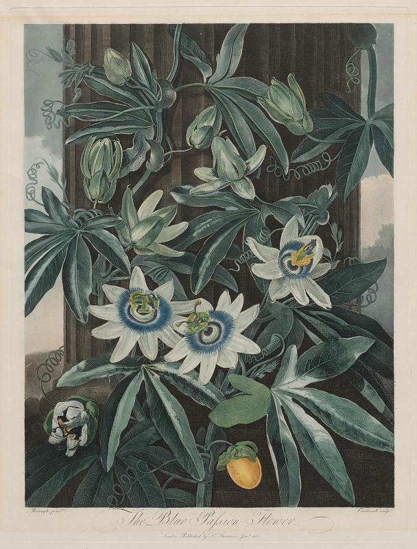The Blue Passion Flower (Passiflora caerula) (Pl. 17 from Dr. Robert John Thornton, "The Temple of Flora...", London, 1799–1807)