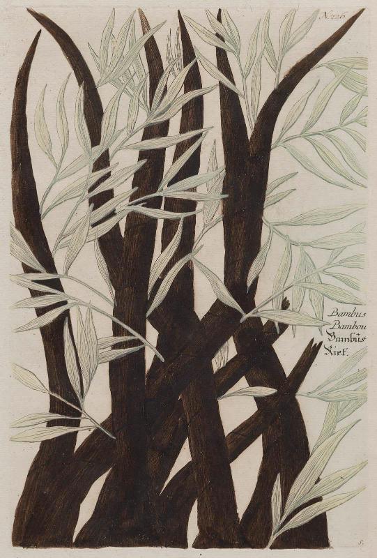 Bamboo (Bambus), N. 226 from Johann Wilhelm Weinmann, "Phytanthoza Iconographia" , Ratisbon, 1737–45)