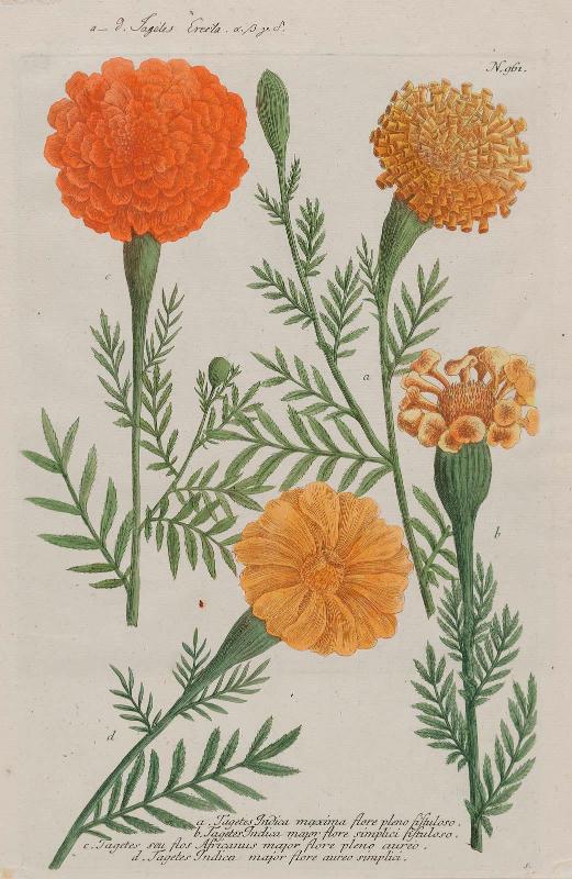 Four varieties of Marigolds (Tagetes), N. 961 from Johann Wilhelm Weinmann, "Phytanthoza Iconographia" , Ratisbon, 1737–45)