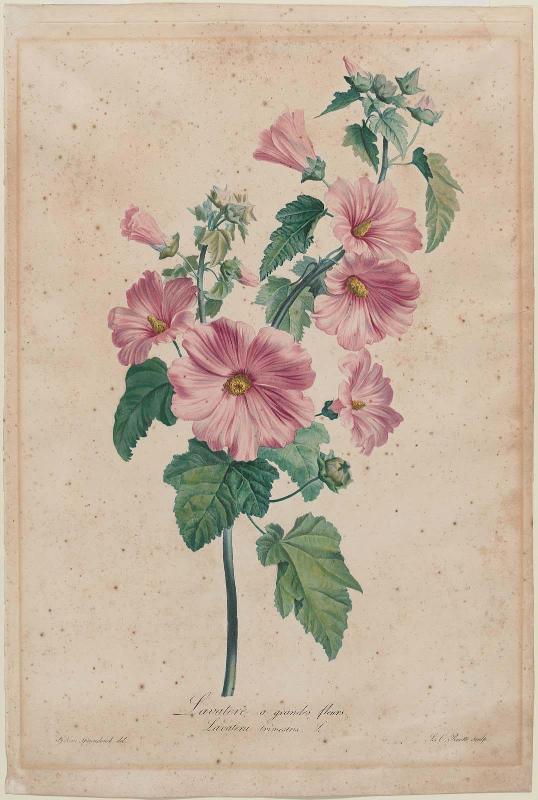 Lavatere a grandes fleurs (Rose mallow) (from van Spaendonck, "Fleurs Dessinées d'après Nature", Paris, n.d. [ca.1800])