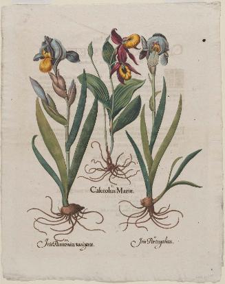 I. Lady's Slipper. II. Blue Variegated Bearded Iris. III. Dark Variegated Bearded Iris. (I. Calceolus Mariae. II. Iris Portugalica. III. Iris Pannonica Variegata). Plate 6 from B. Besler, "Hortus Eystettensis", 1713 edition