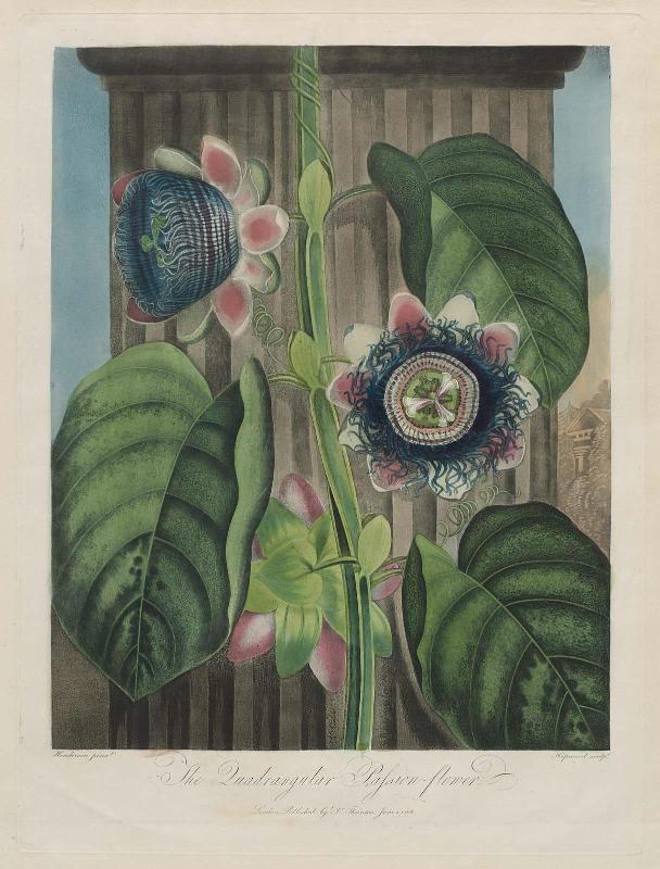 The Quadrangular Passion Flower (Plate 19 from Dr. R. J. Thornton, "The Temple of Flora", London, 1799–1807)