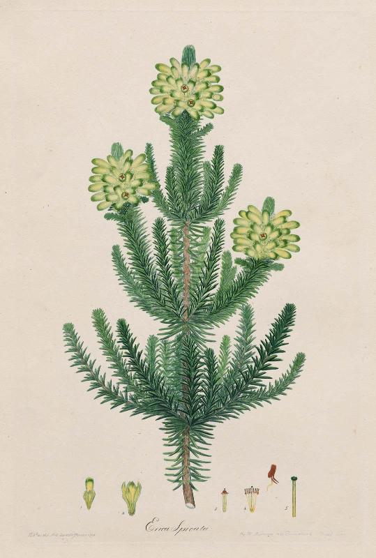 Spikey Heather (Erica Spicata)