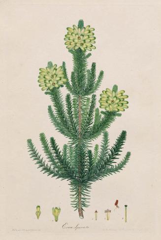 Spikey Heather (Erica Spicata)