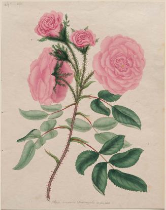Moss Rose (Rosa Muscosa)