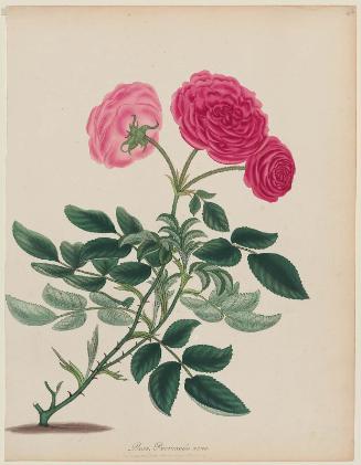 Dwarf Province Rose (Rosa provincialis nana )