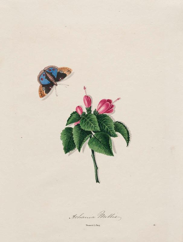 Soft Achania (Achania Mollis)