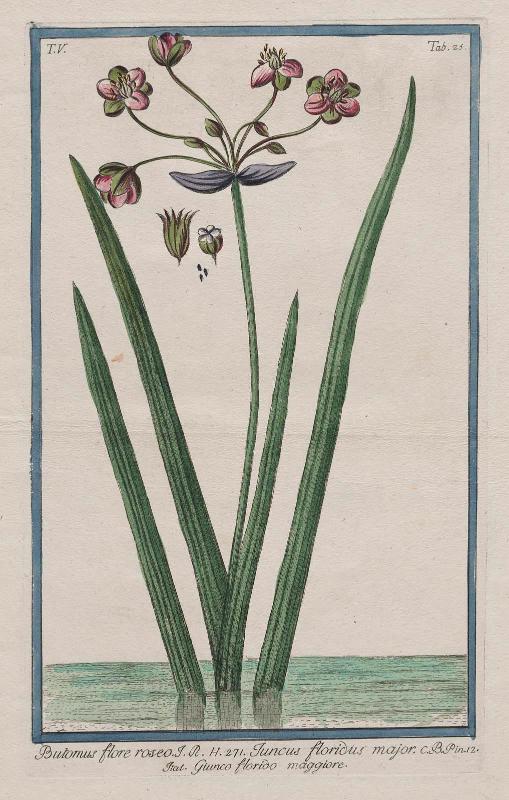 Pink-Flowering Rush (Butomus flore roseo)