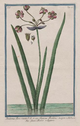 Pink-Flowering Rush (Butomus flore roseo)
