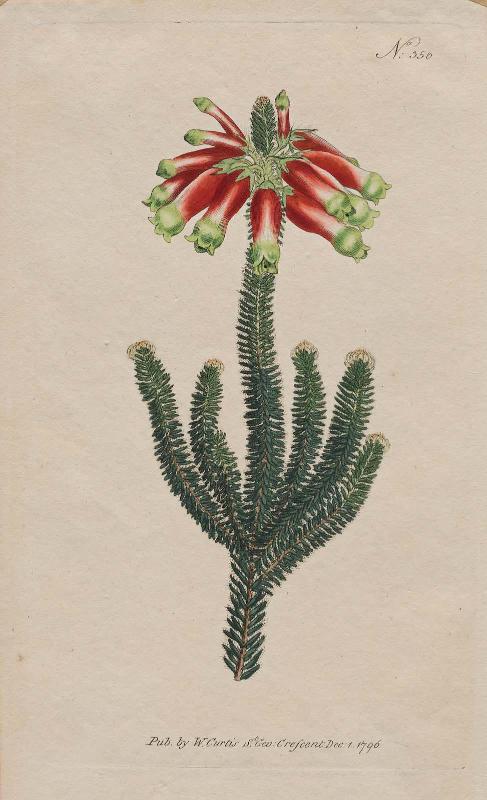 Masson's Heath (Erica Massoni)