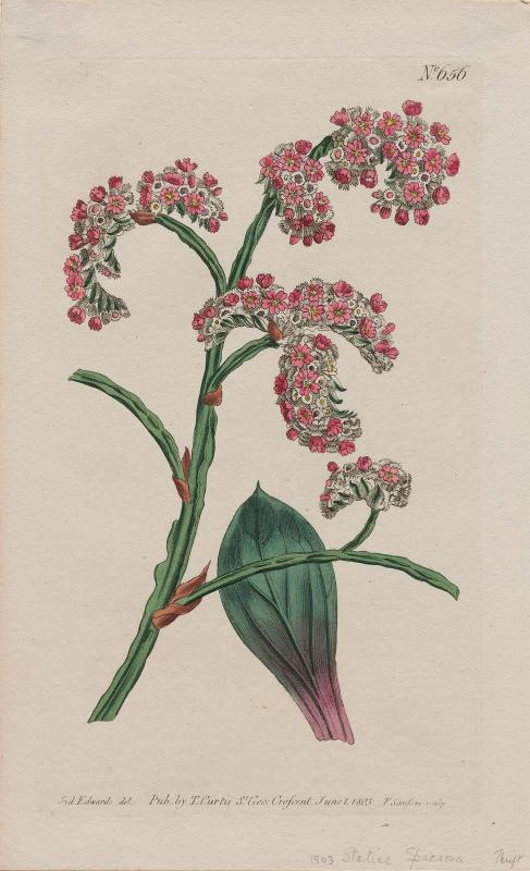 Plantain-Leaved Thrift (Statice Speciosa)
