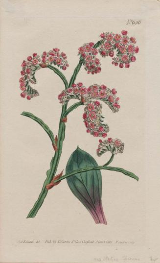 Plantain-Leaved Thrift (Statice Speciosa)