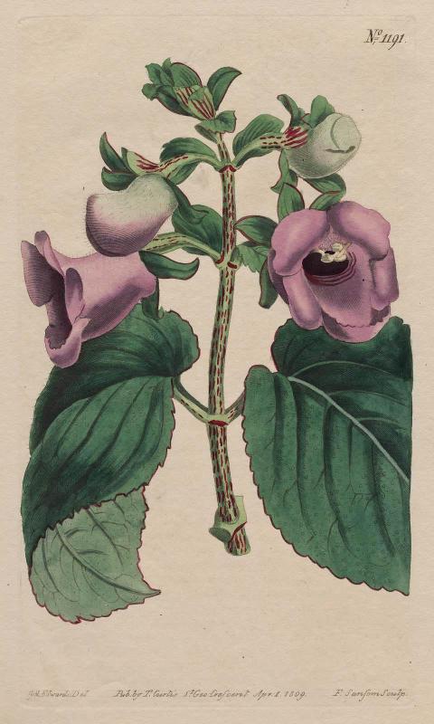 Spotted-Stalked Gloxinia (Gloxinia Maculata)