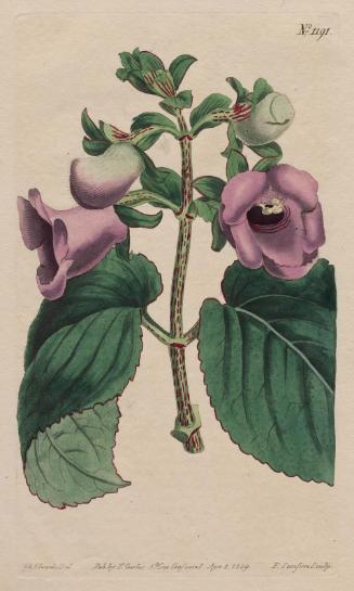 Spotted-Stalked Gloxinia (Gloxinia Maculata)