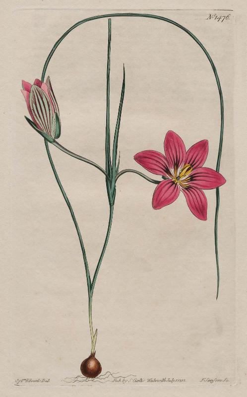 Crimson Trichonema (Trichonema Speciosum)