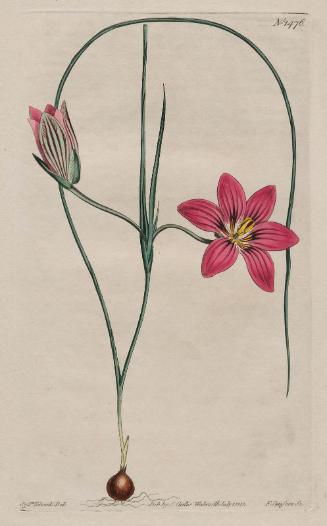 Crimson Trichonema (Trichonema Speciosum)