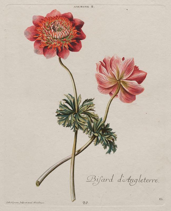 Anemone II/ Bisard d'Angleterre (Pl 20 from Christopher Jacob Trew, "Hortus Nitidissimis...", Nuremberg, Wirsing, (1750–86)