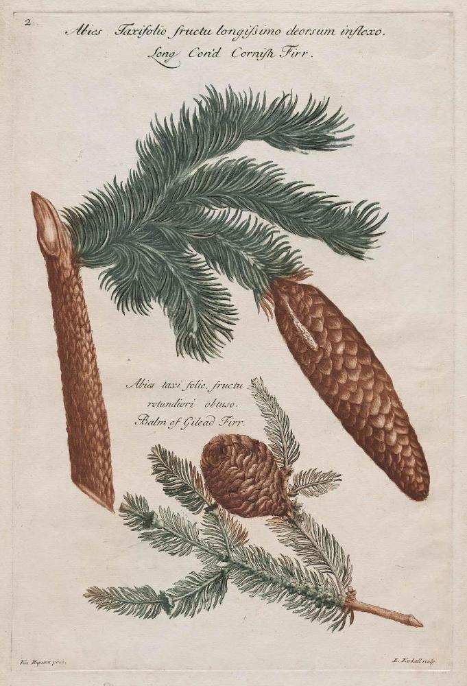 Long-Coned Cornish Fir, Balm of Gilead Fir