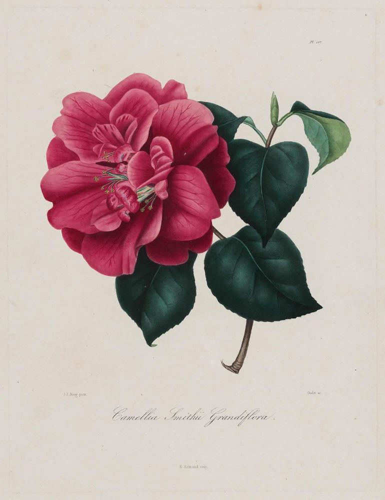 Smith's Large-Flowered Camellia (Camellia Smithii Grandiflora)