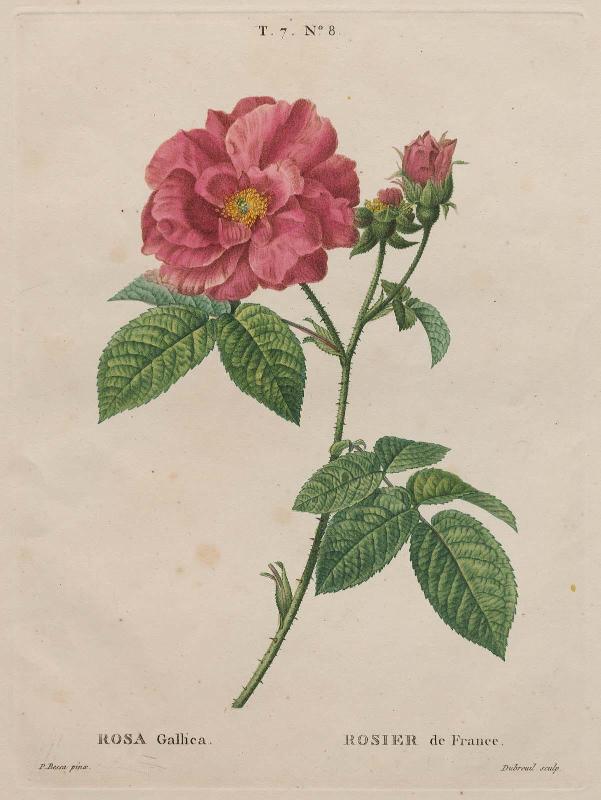 French Rose (Rosa Gallica/ Rosier de France), t. 7, no. 8 of "Traité des Arbres et Arbustes"; 2nd edition of H. L. Duhamel du Monceau.., Paris, 1801–1819