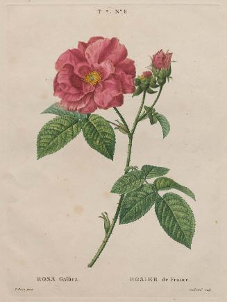 French Rose (Rosa Gallica/ Rosier de France), t. 7, no. 8 of "Traité des Arbres et Arbustes"; 2nd edition of H. L. Duhamel du Monceau.., Paris, 1801–1819