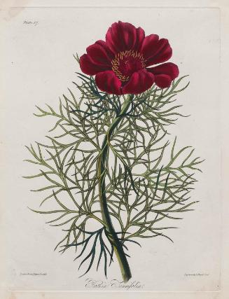 Fern-Leaved Peony (Paeonia Tenuifolia)