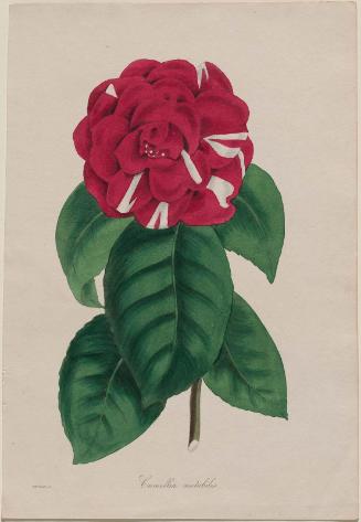 Changing Camellia (Camellia mutabilis),  possibly from Joseph Paxton, ed. "Magazine of Botany, and Register of Flowering Plants", London, 1834–49