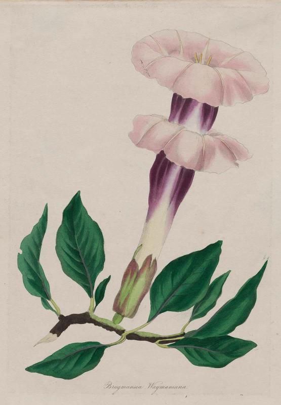 Wayman's Brugmansia  (Brugmansia Waymaniana), possibly from Joseph Paxton, ed. "Magazine of Botany and Register of Flowering Plants", London, 1834–49