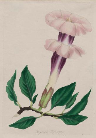 Wayman's Brugmansia  (Brugmansia Waymaniana), possibly from Joseph Paxton, ed. "Magazine of Botany and Register of Flowering Plants", London, 1834–49