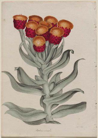 The Exceptinal Astelma (Astelma eximium), possibly from Joseph Paxton, ed.  Magazine and Register of Flowering Plants, London, 1834–49