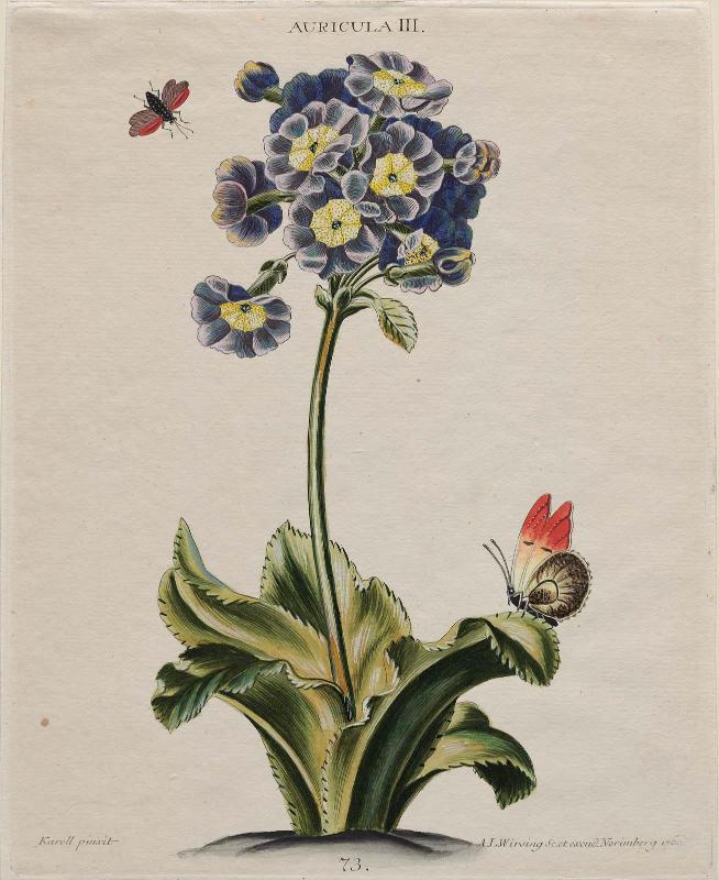 Auricula III (Pl 73 from Christopher Jacob Trew, "Hortus Nitidissimis...", Nuremberg, Wirsing, (1750–86)
